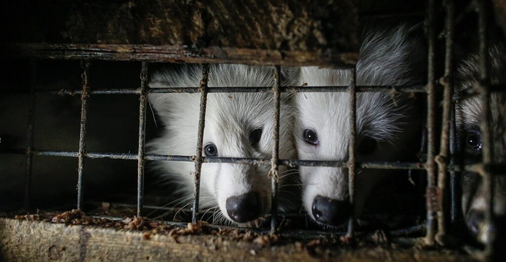 Animal activists have saved millions of animals from fur production