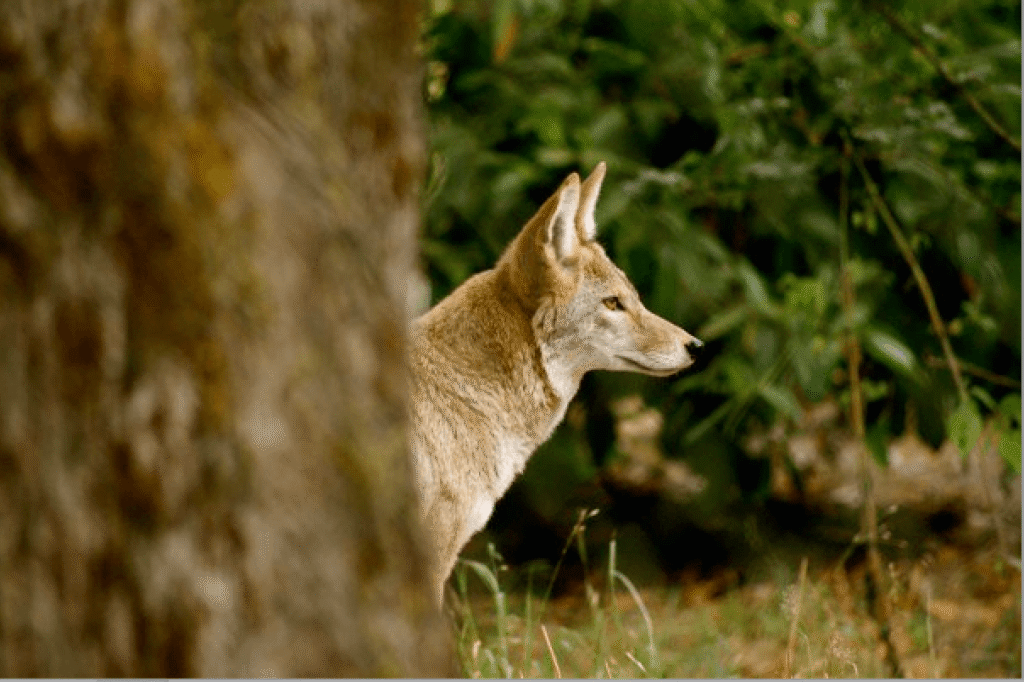 Do Other Animals Have Consciousness?