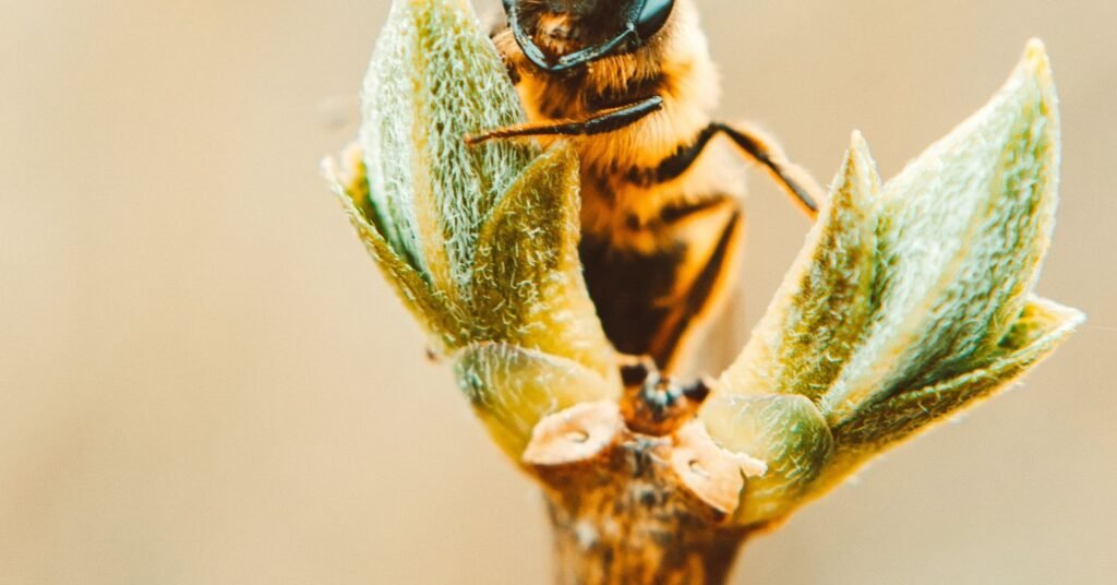 Drawing the Boundaries of Animal Sentience Drawing the Boundaries of Animal Sentience