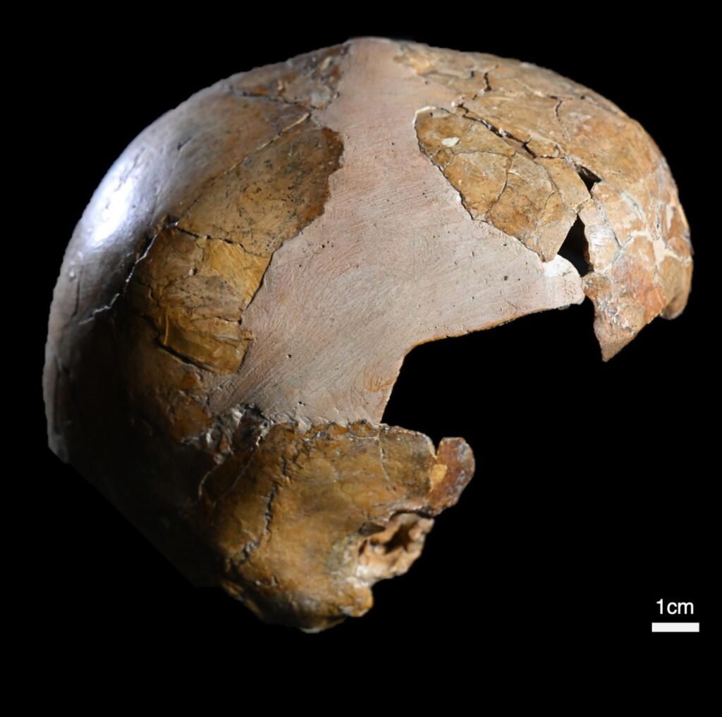 The World’s First Human Hybrid? Ancient Fossil Stuns Scientists