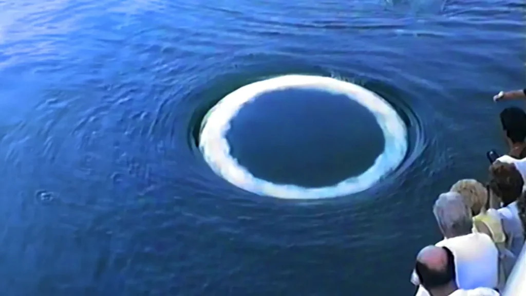 Whales blow bubble rings–And they might be talking to us