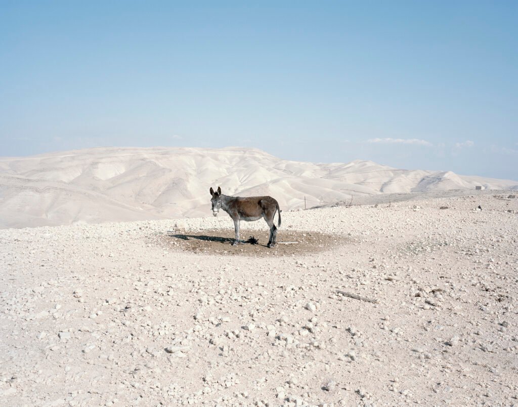 Why Look At Animals? Because We Say So Why Look At Animals? Because We Say So