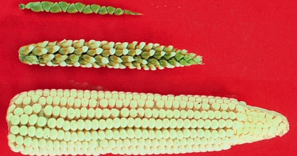 EU Continues Its Unscientific, Anti-Innovation Regulation of Genetic Engineering